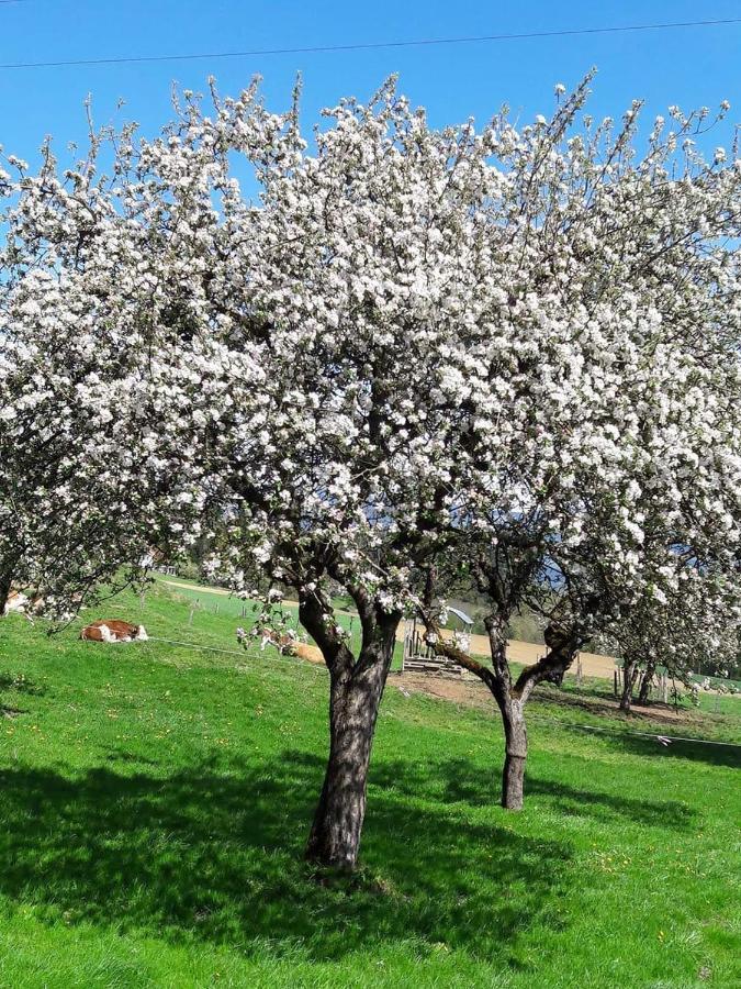 Ferienwohnungen Klimbacher Wolfsberg Zewnętrze zdjęcie